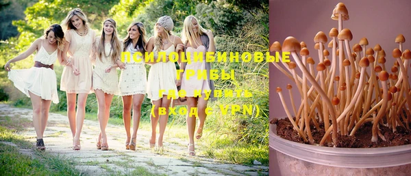 прущие грибы Покачи